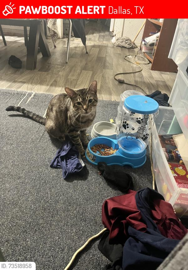 Lost Male Cat last seen Near Gaston ave 76246, Dallas, TX 75246