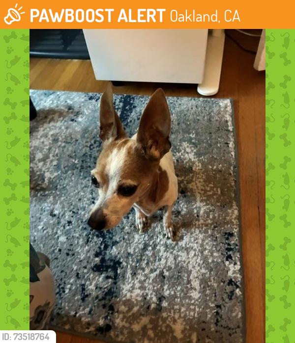 Found/Stray Male Dog last seen rhoda ave, oakland, Oakland, CA 94602