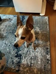 Found/Stray Male Dog last seen rhoda ave, oakland, Oakland, CA 94602