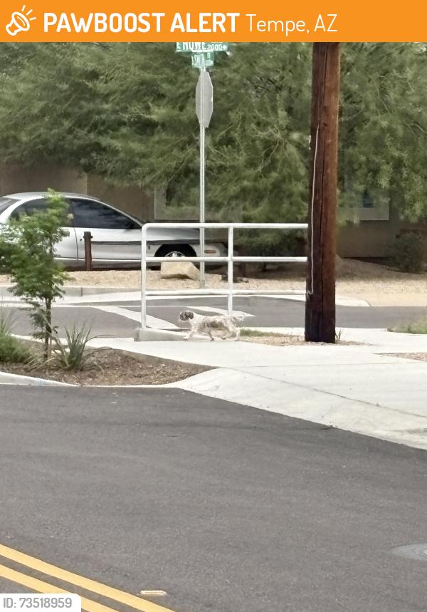 Found/Stray Male Dog last seen Us Post Office, Tempe, AZ 85281