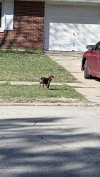 Found/Stray Unknown Dog last seen 42nd and Arborcrest Dr, Indianapolis, IN 46226