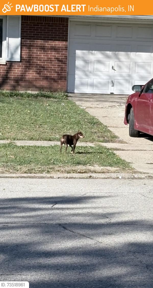 Found/Stray Unknown Dog last seen 42nd and Arborcrest Dr, Indianapolis, IN 46226