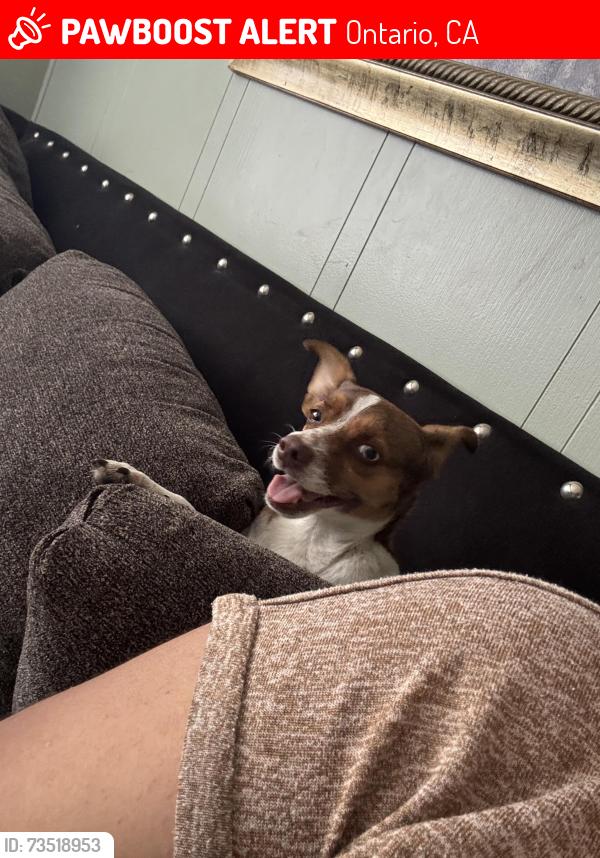 Lost Female Dog last seen S hope and s Sunkist st, Ontario, CA 91761