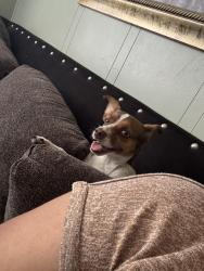 Lost Female Dog last seen S hope and s Sunkist st, Ontario, CA 91761