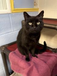 Shelter Stray Female Cat last seen Near N 1275 E, Layton, UT 84040, USA, 1422 E 600 N, Fruit Heights, UT 84037, USA