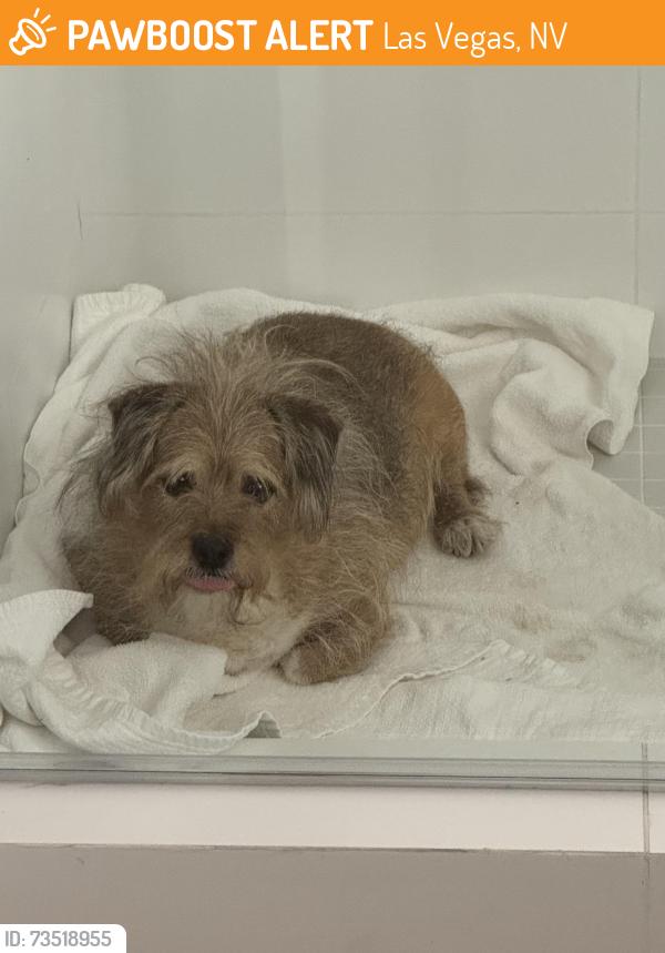 Found/Stray Male Dog last seen Sunrise manor, Las Vegas, NV 89110