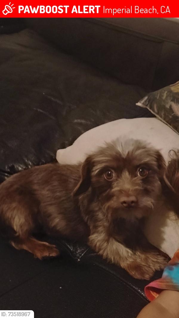 Lost Female Dog last seen Near Emory St, Imperial Beach, CA 91932