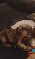 Lost Female Dog last seen Near Emory St, Imperial Beach, CA 91932