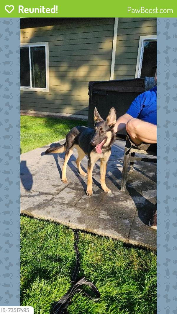 Reunited Female Dog last seen Near 327th cr Ne Carnation Wa, Carnation, WA 98014
