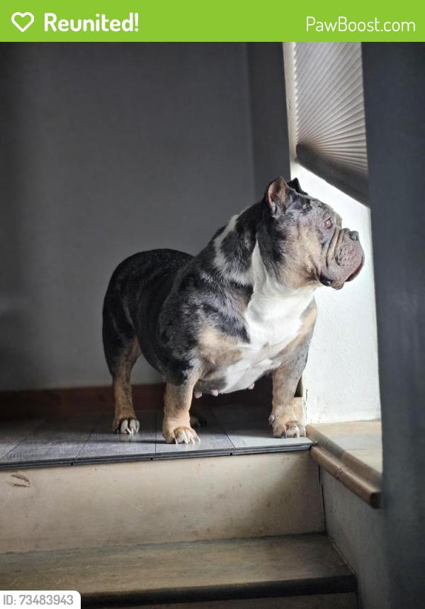 Reunited Female Dog last seen Okane park lakewood, Lakewood, CO 80226