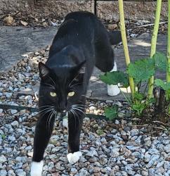 Found/Stray Unknown Cat last seen Willowbrook Pl. NW & Snowbird, Albuquerque, NM 87114
