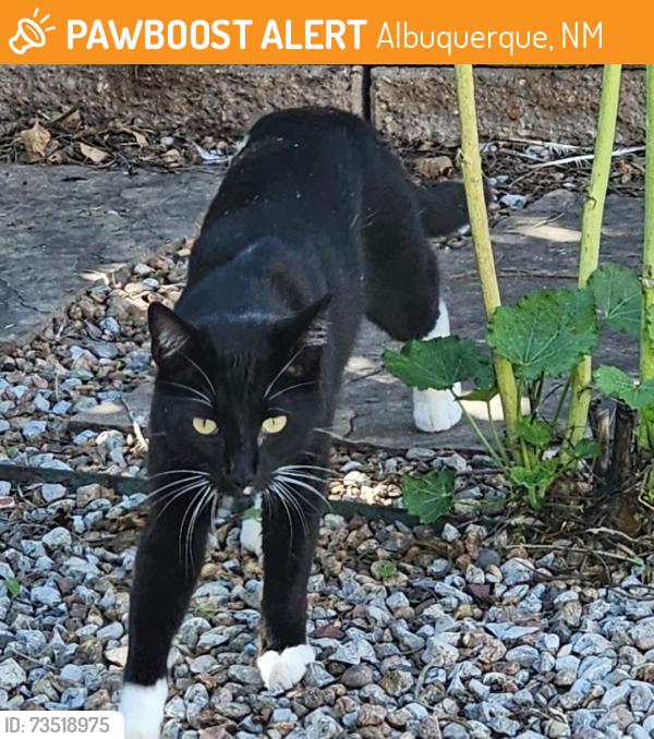 Found/Stray Unknown Cat last seen Willowbrook Pl. NW & Snowbird, Albuquerque, NM 87114