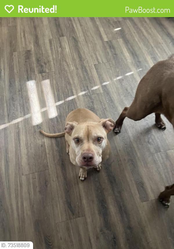 Reunited Female Dog last seen Near nw 65th ave Bentonville ar 72713, Bentonville, AR 72713
