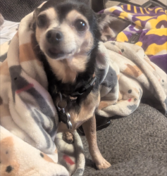 Reunited Female Dog last seen West Esplanade and Transcontinental, Metairie, LA 70006