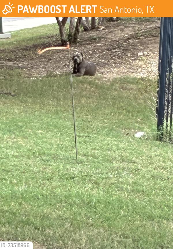 Found/Stray Unknown Dog last seen Stoneoak and Madison oak drive on left in green area by large stones, San Antonio, TX 78258