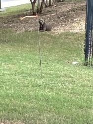 Found/Stray Unknown Dog last seen Stoneoak and Madison oak drive on left in green area by large stones, San Antonio, TX 78258