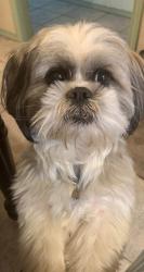 Reunited Male Dog last seen North Inspiration and Edgewood st, Mission, TX 78573