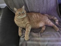 Lost Male Cat last seen Collins rd/palomino trail, Jacksonville, FL 32244