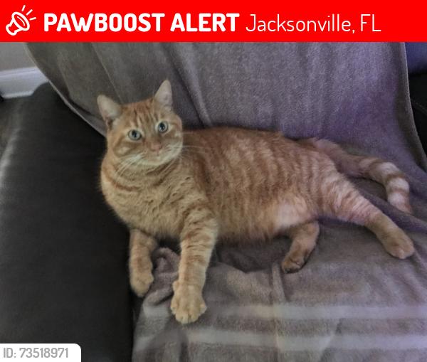 Lost Male Cat last seen Collins rd/palomino trail, Jacksonville, FL 32244
