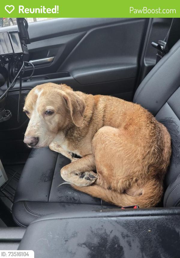 Reunited Male Dog last seen N 11th Street and E Central Ave, Miamisburg, OH 45342