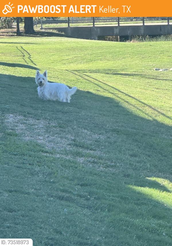 Found/Stray Unknown Dog last seen Spotted at Gentle Wind cul de sac near Johnson rd, Keller, TX 76248