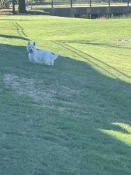 Found/Stray Unknown Dog last seen Spotted at Gentle Wind cul de sac near Johnson rd, Keller, TX 76248