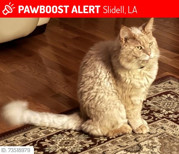 Lost Male Cat last seen Fay way and pinnacle point, Slidell, LA 70458
