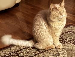 Lost Male Cat last seen Fay way and pinnacle point, Slidell, LA 70458