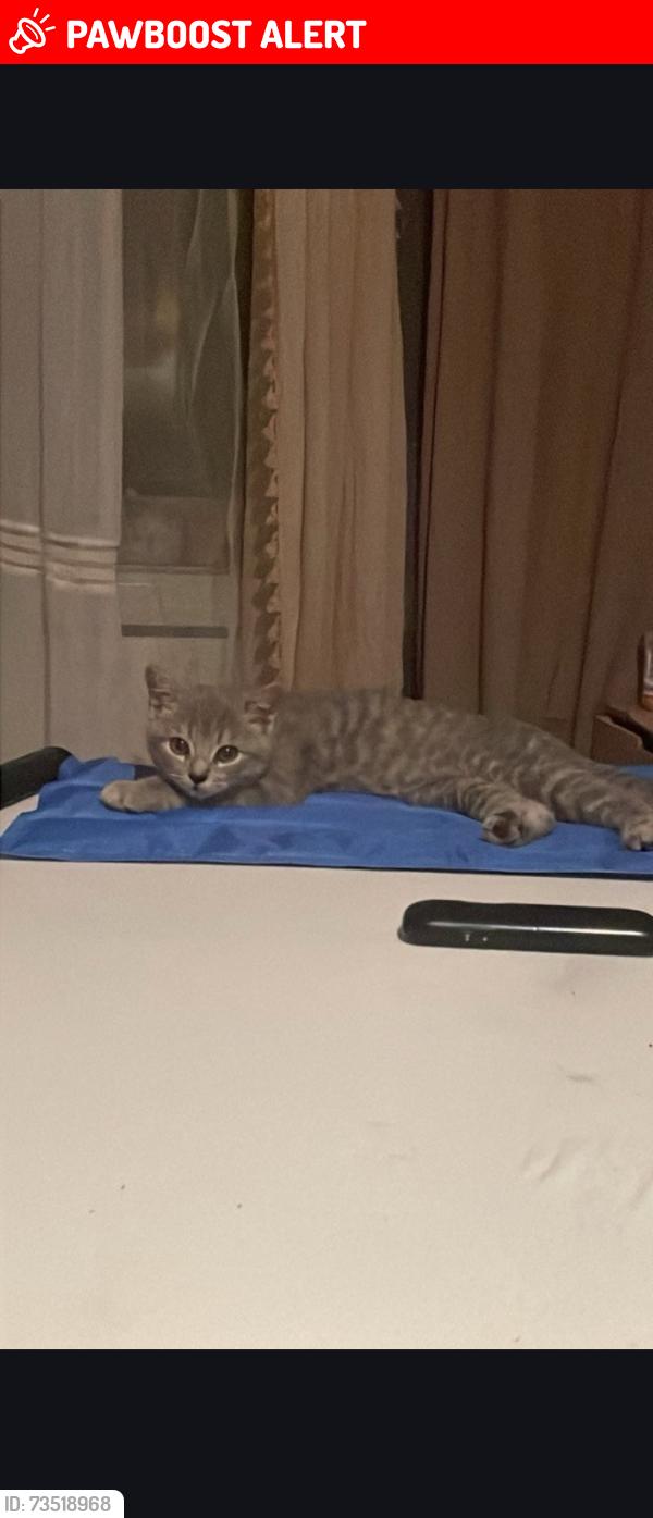 Lost Female Cat last seen Oaklands Salford, Greater Manchester, England M7 3QQ