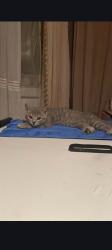 Lost Female Cat last seen Oaklands Salford, Greater Manchester, England M7 3QQ