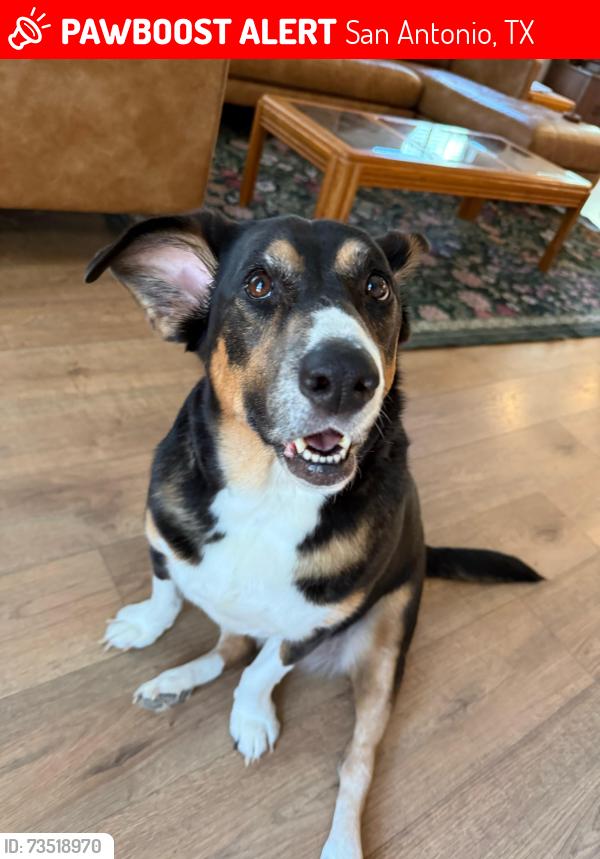 Lost Female Dog last seen Alpine aster and blue trinity, San Antonio, TX 78259