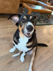 Lost Female Dog last seen Alpine aster and blue trinity, San Antonio, TX 78259