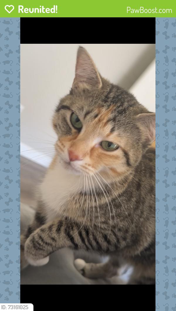 Reunited Female Cat last seen South Stewart mesa, Los Angeles, CA 90006