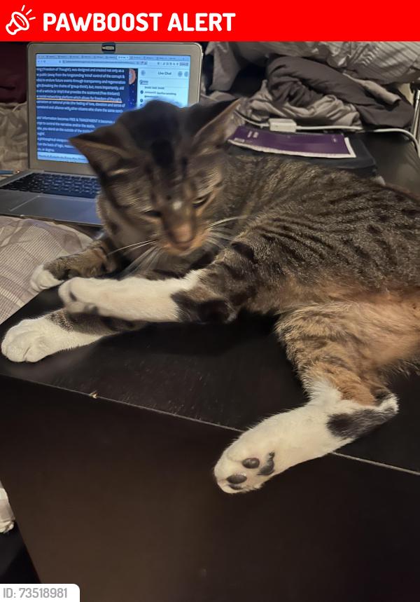 Lost Male Cat last seen La Cumbre and Hope Ave, Eastern Goleta Valley, CA 93110