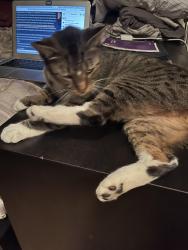 Lost Male Cat last seen La Cumbre and Hope Ave, Eastern Goleta Valley, CA 93110