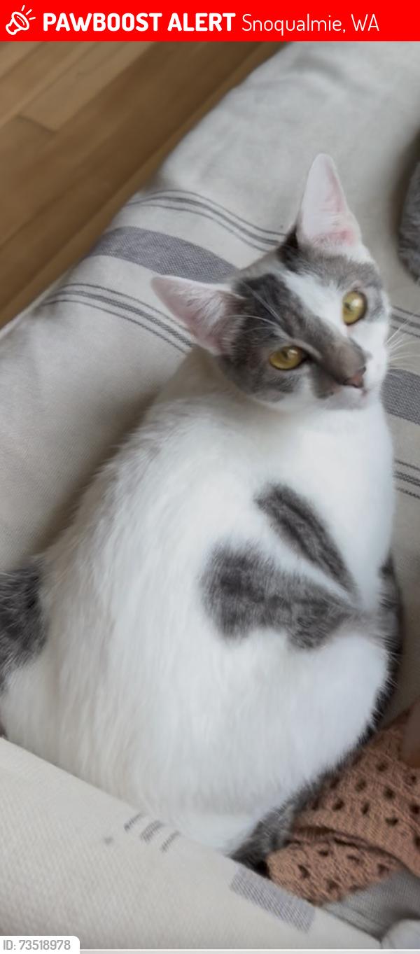 Lost Female Cat last seen Railroad & Meadowbrook Way, Snoqualmie, WA 98065