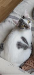 Lost Female Cat last seen Railroad & Meadowbrook Way, Snoqualmie, WA 98065