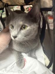 Shelter Stray Female Cat last seen Bexar County, 3353 Morningside Dr, New Braunfels, TX 78132, USA