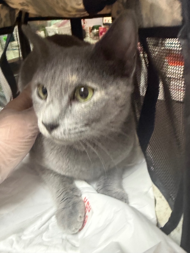 Shelter Stray Female Cat last seen Bexar County, 3353 Morningside Dr, New Braunfels, TX 78132, USA
