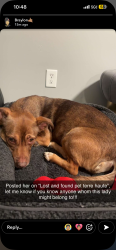Found/Stray Female Dog last seen Near sycamore place apmts, Terre Haute, IN 47807