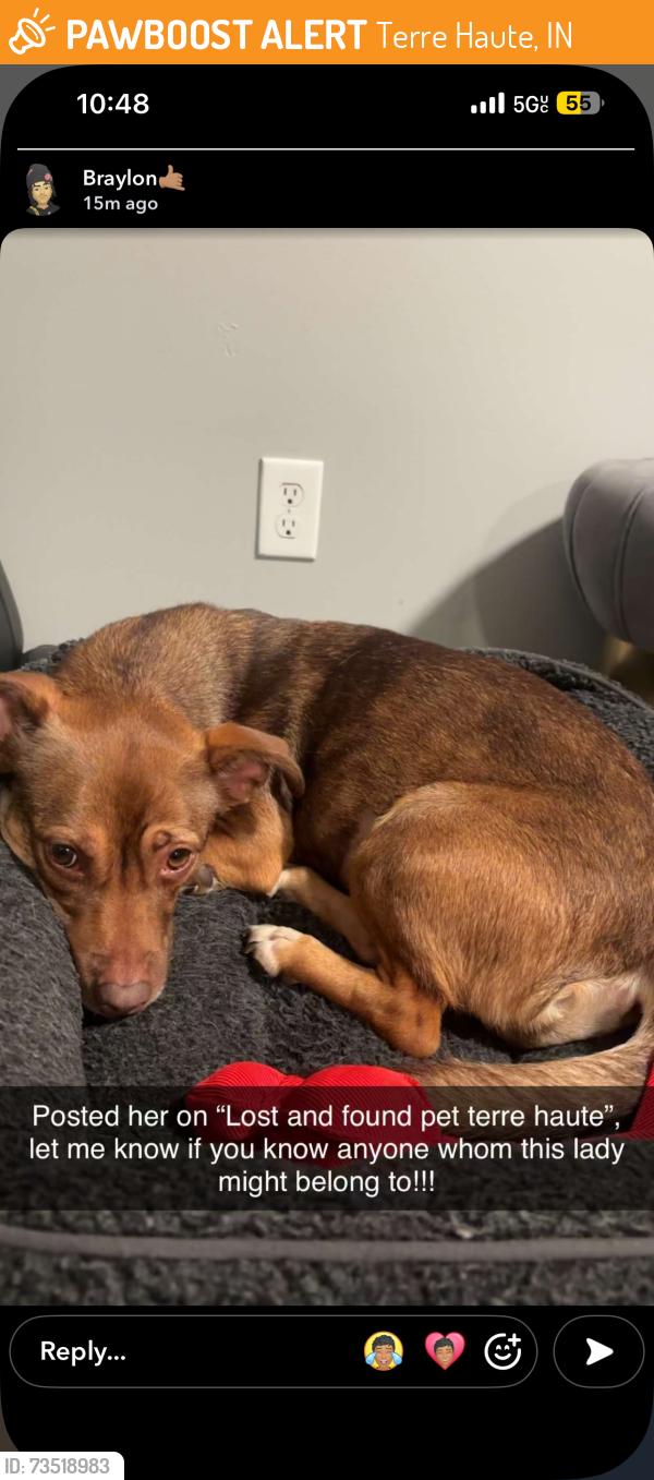 Found/Stray Female Dog last seen Near sycamore place apmts, Terre Haute, IN 47807
