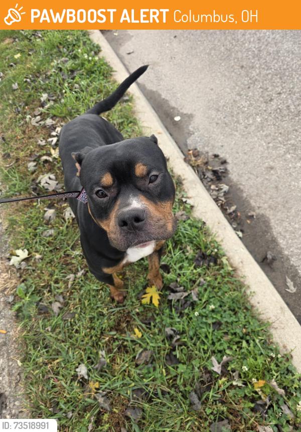 Found/Stray Male Dog last seen Wedgewood, Columbus, OH 43228