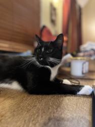 Lost Female Cat last seen Near and 6E, Nelson County, VA 22938