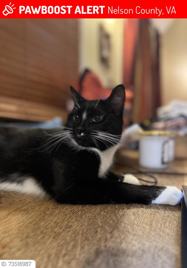 Lost Female Cat last seen Near and 6E, Nelson County, VA 22938
