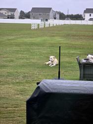 Found/Stray Unknown Dog last seen County Home, Ayden, NC 28513