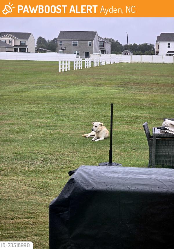 Found/Stray Unknown Dog last seen County Home, Ayden, NC 28513