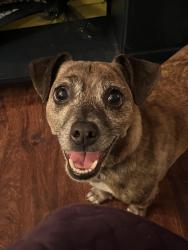 Lost Male Dog last seen N Hidalgo Ave, near Holy Family Church and Jaws Skatepark, New Braunfels, TX, New Braunfels, TX 78130