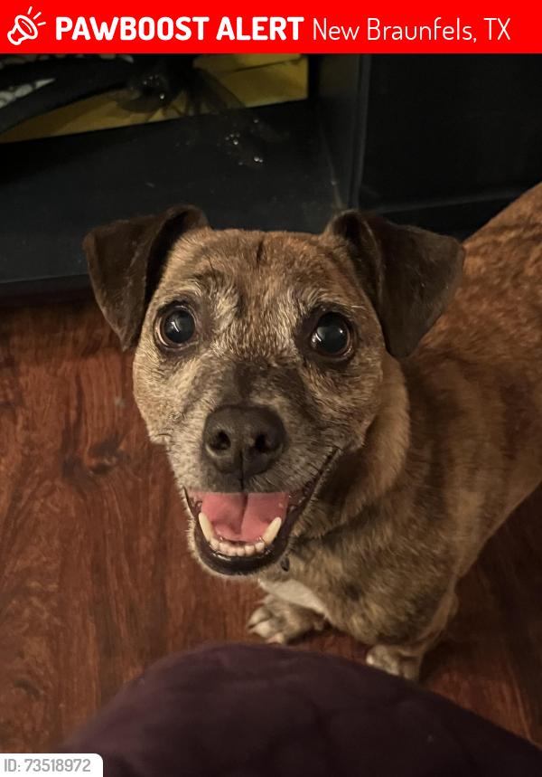 Lost Male Dog last seen N Hidalgo Ave, near Holy Family Church and Jaws Skatepark, New Braunfels, TX, New Braunfels, TX 78130