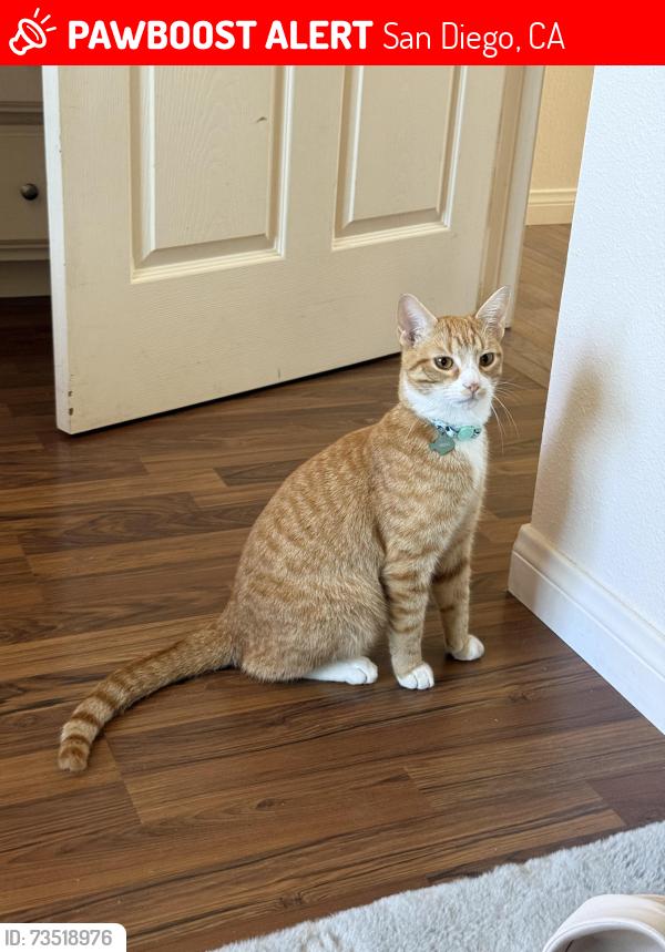 Lost Male Cat last seen Near wells and Tennyson, San Diego, CA 92107