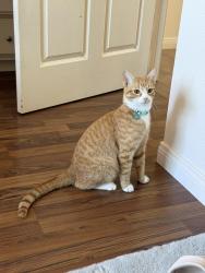 Lost Male Cat last seen Near wells and Tennyson, San Diego, CA 92107